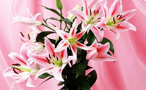 百合花心情说说