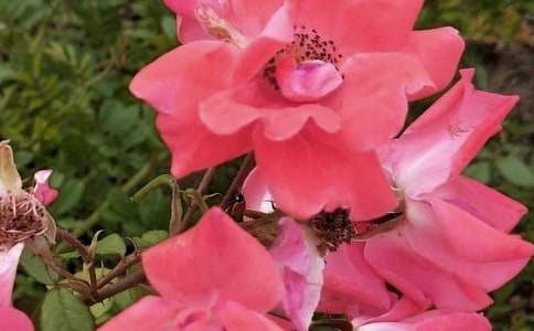 花朵优美句子集锦69句