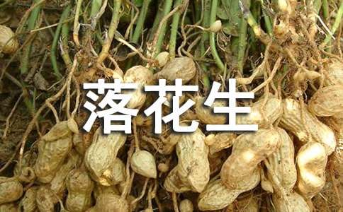 四年级上册《落花生》语文教案