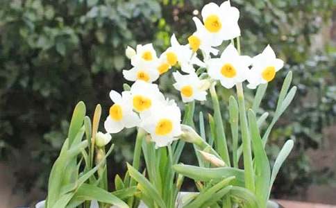 形容水仙花的句子合集39句