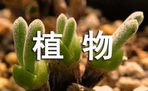 中班科学教案：会爬的植物