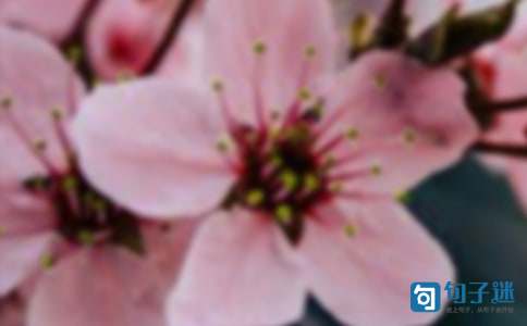 2021年实用的花朵优美句子合集77条
