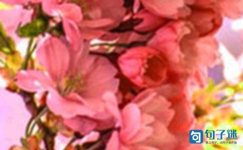 2021年通用花朵优美句子合集39条